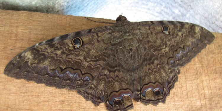Mariposa noturna - Wikimedia Commons/Paulo rsmenezes