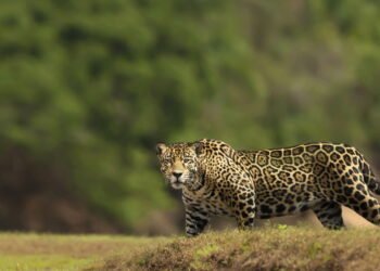 O silêncio das florestas: por que animais brasileiros estão desaparecendo?