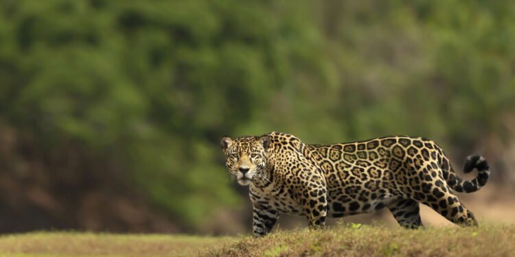 Onça está entre os animais da biodiversidade brasileira que estão sumindo - depositphotos.com / Giedriius