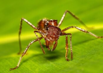 Insetos perigosos: quais causam as maiores dores e como agir após a picada?