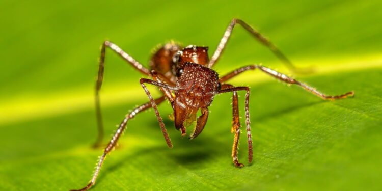 Formiga-bala (Paraponera clavata) - depositphotos.com / artush