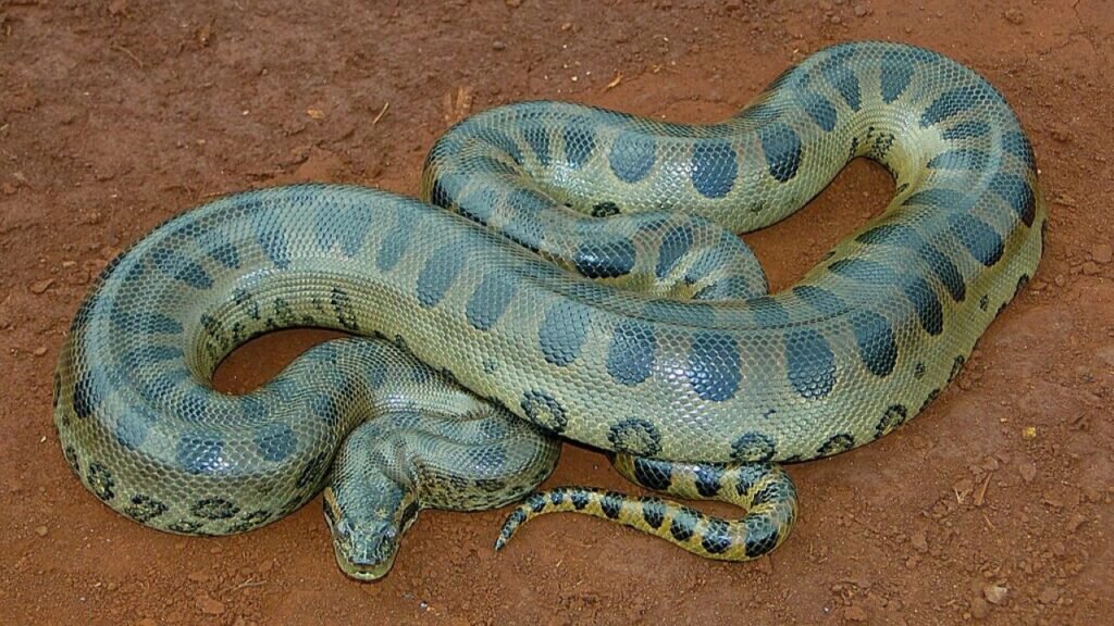 Cobras que fingem ser venenosas: sucuri verde