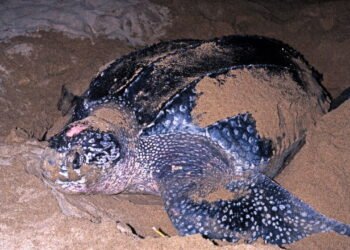 Esta tartaruga é um dos animais mais curiosos do mundo. Confira e se surpreenda