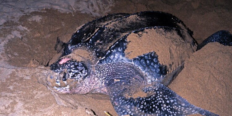 A espécie pode ultrapassar dois metros de comprimento - depositphotos.com / arenaphotouk