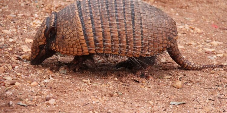 Tatu-bola - Wikimedia Commons/Eguerios