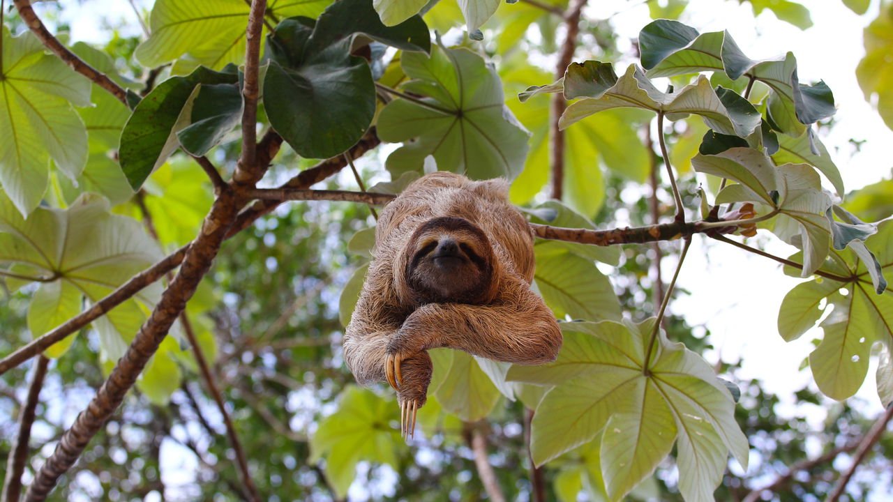 Ritmo lento de vida: curiosidades sobre o bicho-preguiça