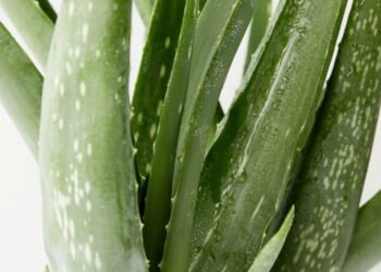 Da semente ao frasco: A revolução verde da beleza