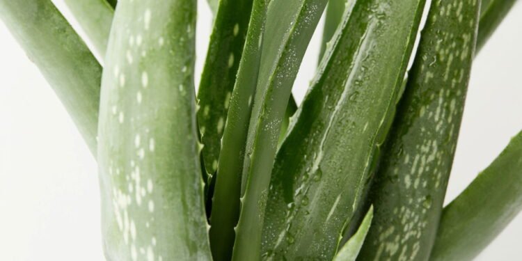 Babosa - depositphotos.com / AntonMatyukha