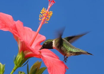 O que faz certas flores virarem paixão dos beija-flores?