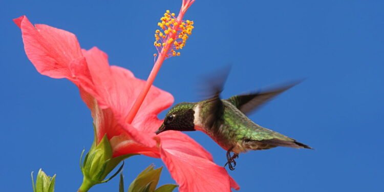 Beija-flores amam hibisco - depositphotos.com / steve_byland