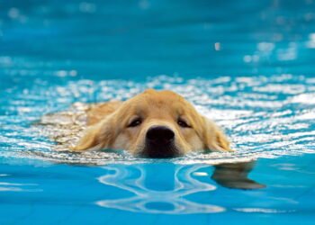 Saiba como ajudar o seu cachorro a perder peso