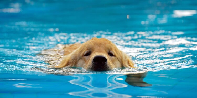 A natação é um ótimo exercício físico -  depositphotos.com / MrNai