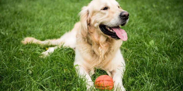 Brincadeiras de "buscar a bolinha" pode ajudar seu cachorro a manter a forma -  adepositphotos.com / AllaSerebrina
