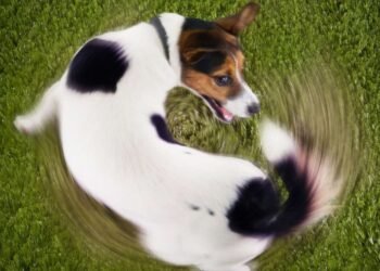 Por que os cachorros cheiram o próprio traseiro?