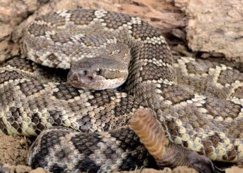 Cascavel está entre as cobras venenosas