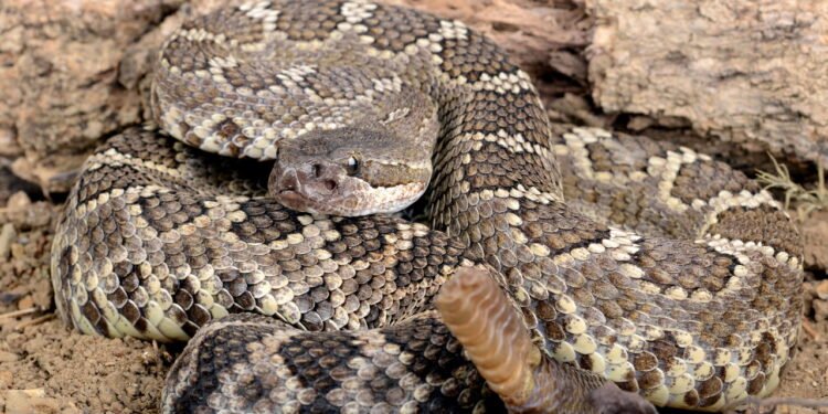 Cascavel está entre as cobras venenosas