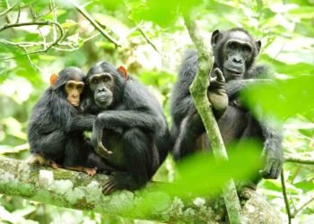 O enigma etílico da floresta: Um comportamento inusitado entre primatas na Guiné