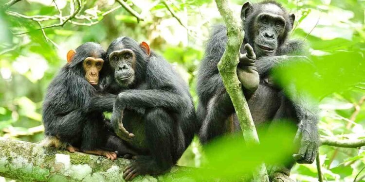 Chimpanzes em Uganda - USAID Africa Bureau/ Domínio Público