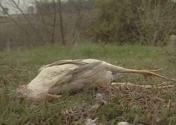 Lenda do chupa-cabras