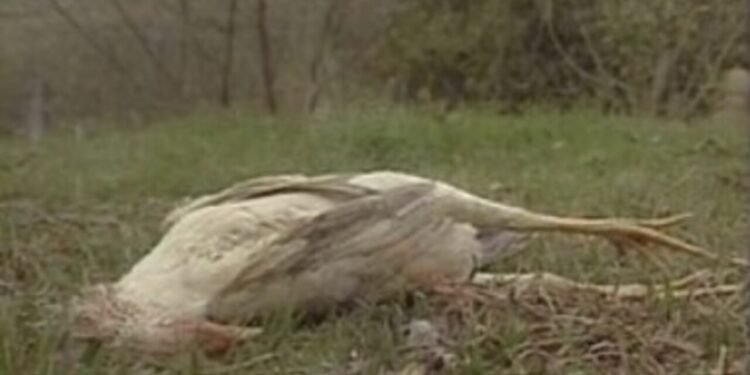 Lenda do chupa-cabras