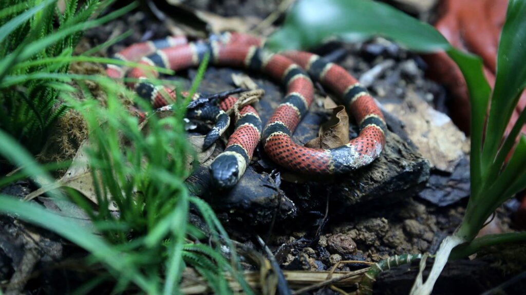 Cobra coral está entre as venenosas