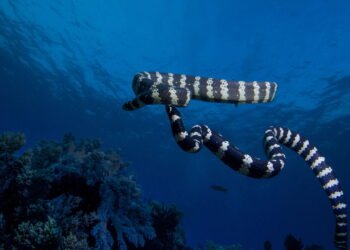 Cobras que fingem ser venenosas
