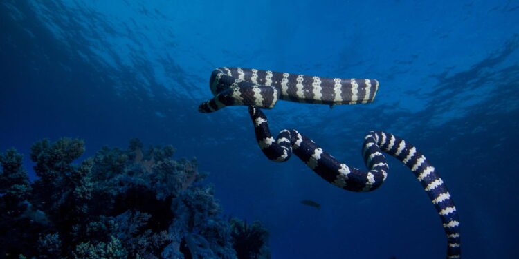 Cobras que fingem ser venenosas