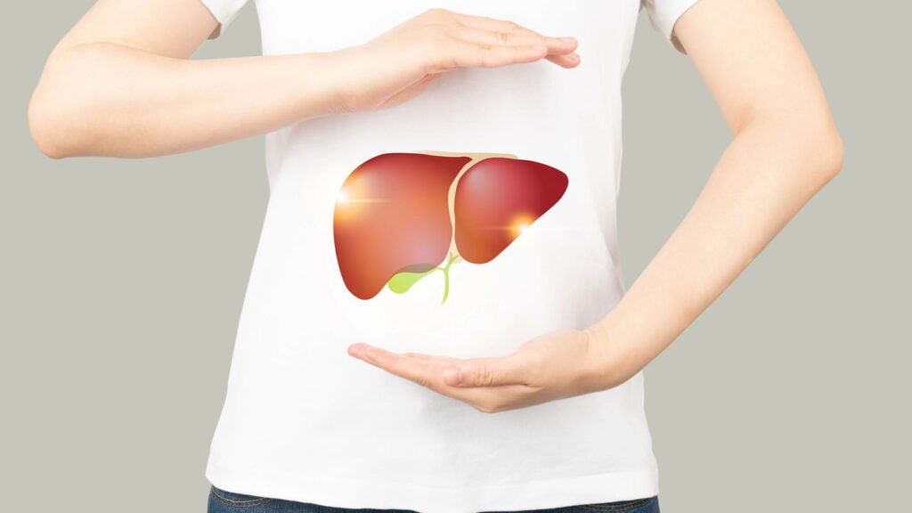 Fígado, órgão do corpo humano