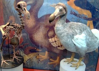 O pombo que carrega um extinto nos genes