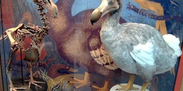 Dodô foi uma ave superdócil - BazzaDaRambler/Wikimedia Commons