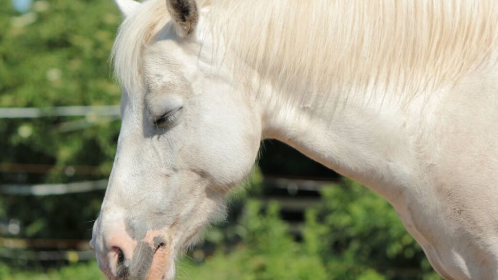 Cavalo dormindo