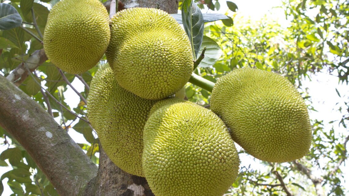 Maior fruta do mundo pode pesar até dezenas de quilos