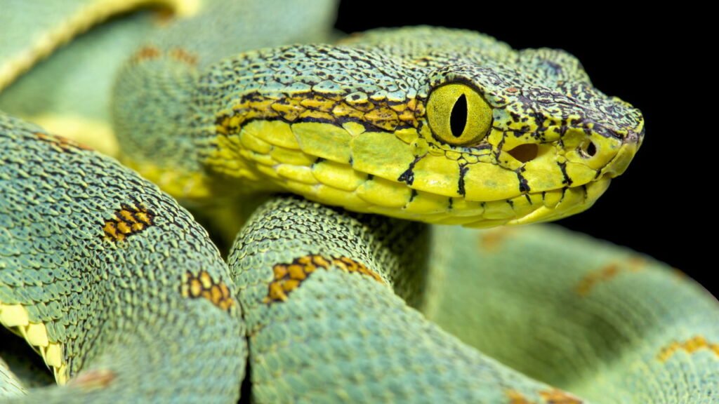 Jararaca está entre as cobras venenosas