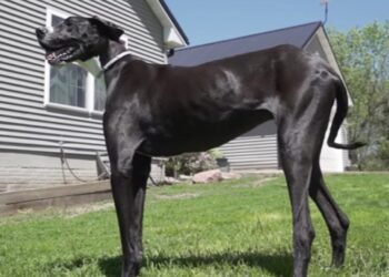 O gigante gentil: a história comovente do cão mais alto do planeta