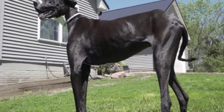 Kevin faleceu apenas seis dias após a sua confirmação como o cachorro mais alto do mundo - YouTube/Guinness Book