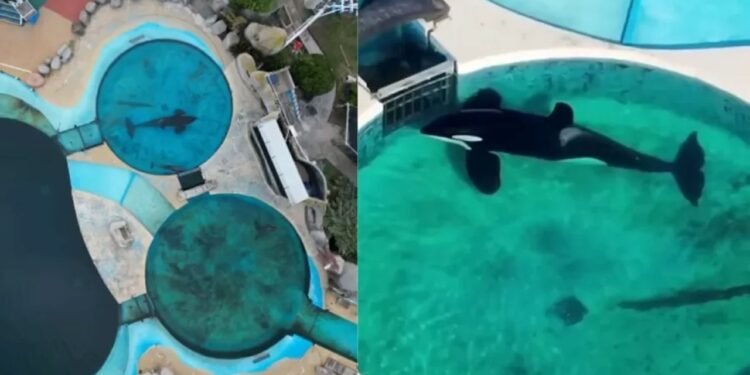 Orca vive em tanque na Argentina