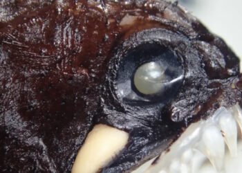 Descoberta de novas espécies de peixes no Brasil