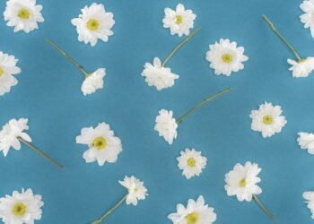 Margaridas em vasos: o segredo para um toque de cor e frescor na sua casa