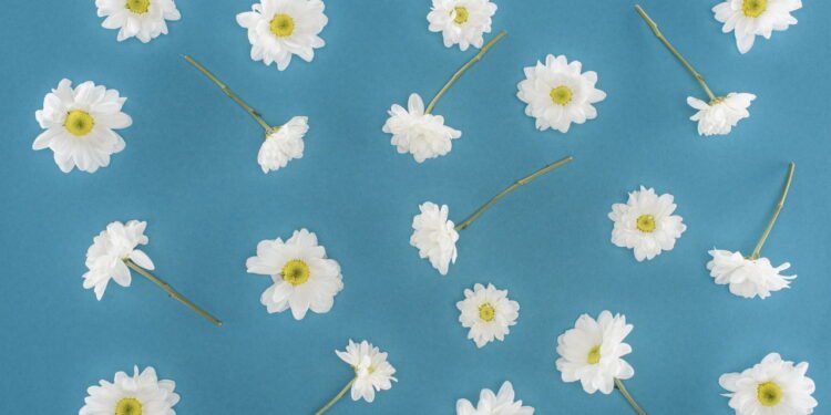 Margaridas encantam com suas pétalas brancas e centro amarelo vibrante - depositphotos.com / VadimVasenin