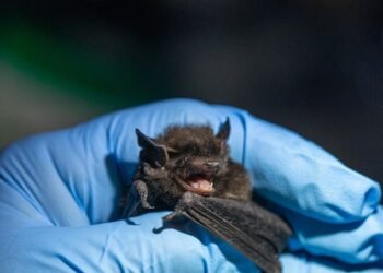 Menor morcego do mundo