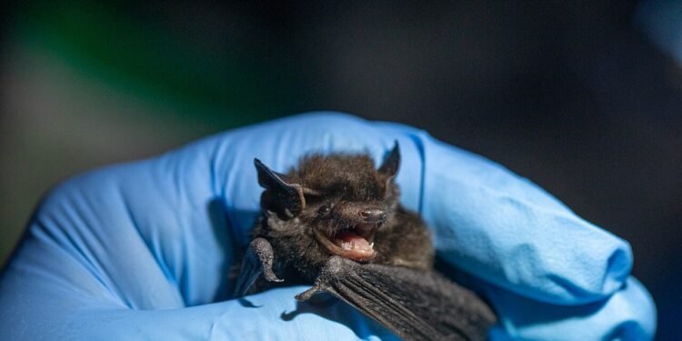 Menor morcego do mundo