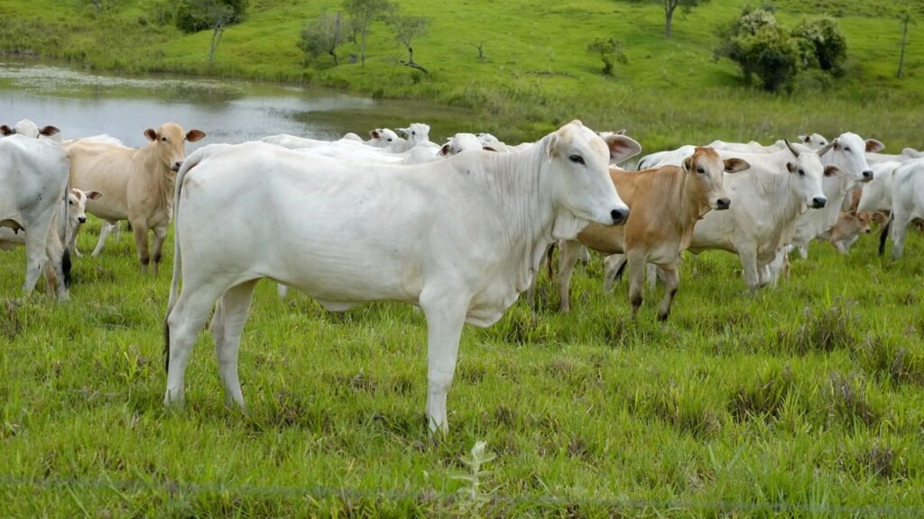 Pecuária do Brasil