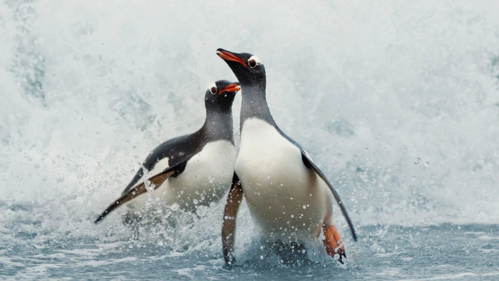 Pinguins nas Ilhas Malvinas