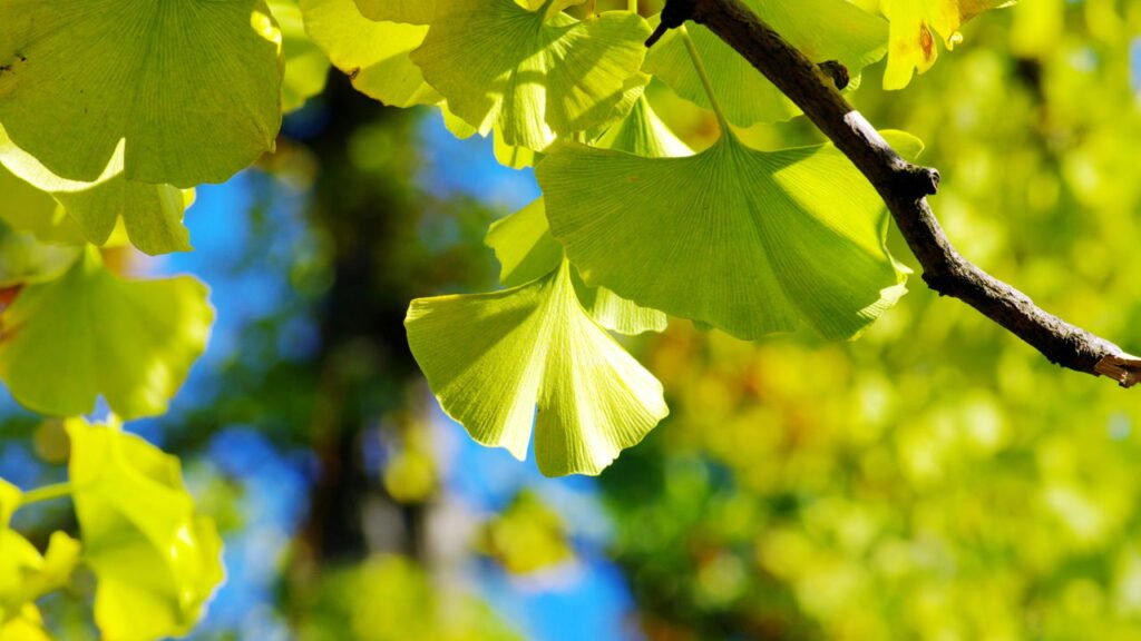 Ginkgo Biloba