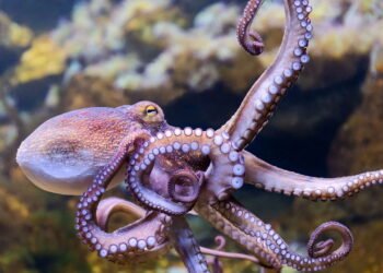 Você sabia que este animal tem três corações?