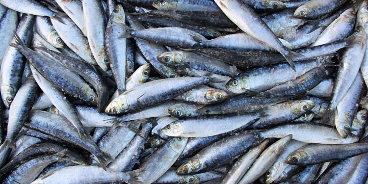 Detalhe de lote de sardinhas em exposição no mercado de peixes - depositphotos.com / santosalvarez
