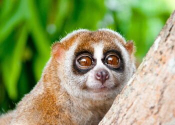 Você sabia que existe um primata venenoso? Cuidado com ele