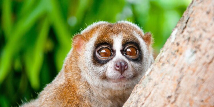 Slow loris, primata venenoso - depositphotos.com / ngarare