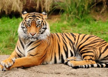 Tigre
