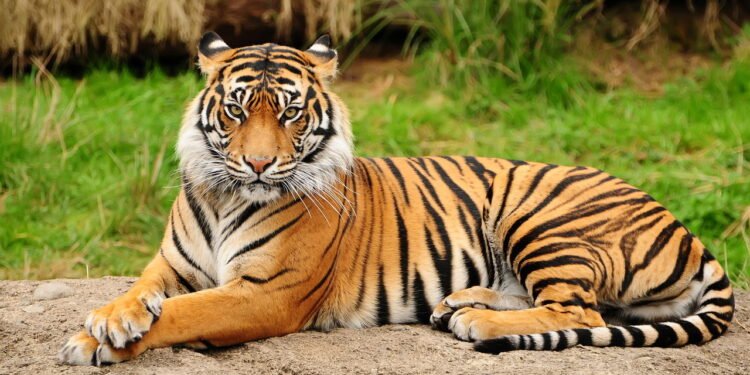 Tigre